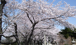 桜の画像