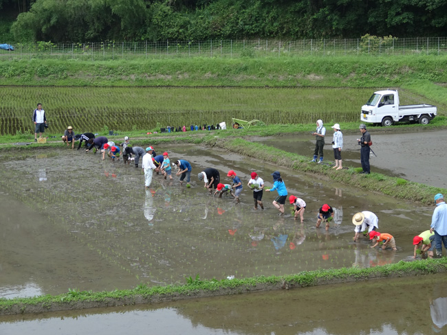 田植え体験ｉｎ古処の様子