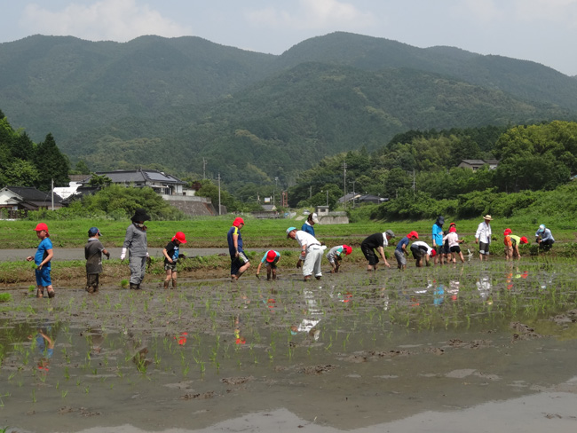 田植え体験ｉｎ古処の様子